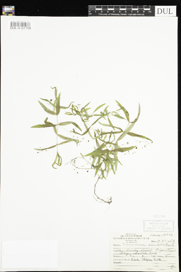 Veronica scutellata image
