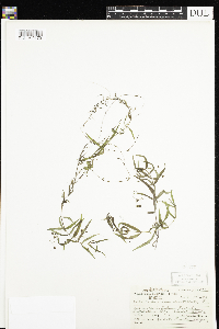 Veronica scutellata image