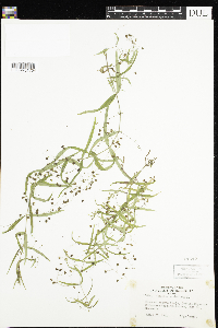 Veronica scutellata image