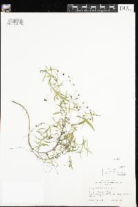 Veronica scutellata image