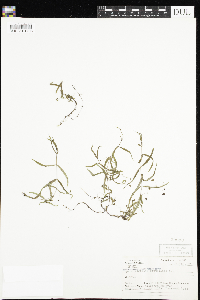 Veronica scutellata image