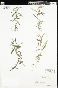 Veronica scutellata image