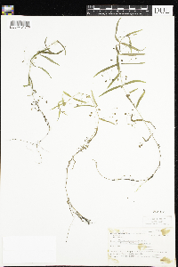 Veronica scutellata image