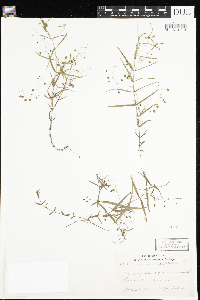 Veronica scutellata image