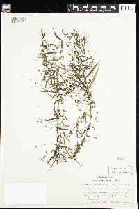 Veronica scutellata image