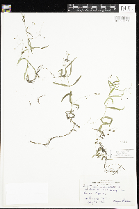 Veronica scutellata image