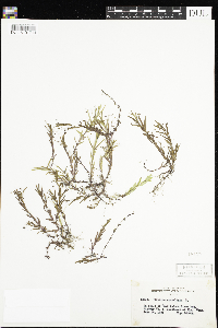 Veronica scutellata image