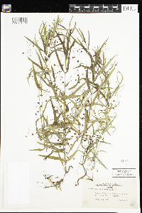 Veronica scutellata image