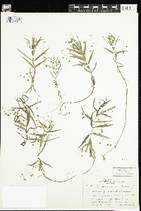 Veronica scutellata image