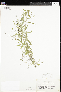 Veronica scutellata image