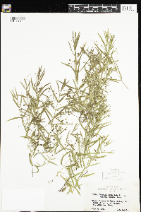 Veronica scutellata image