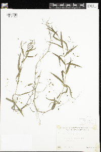 Veronica scutellata image