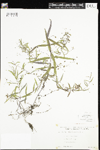 Veronica scutellata image