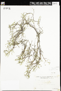 Veronica scutellata image