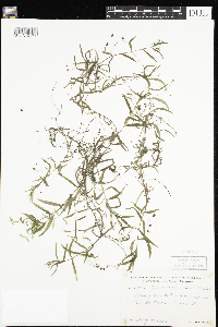 Veronica scutellata image