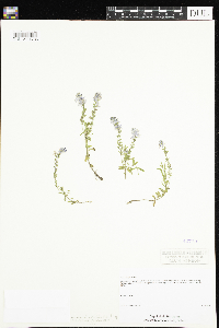 Veronica saturejifolia image