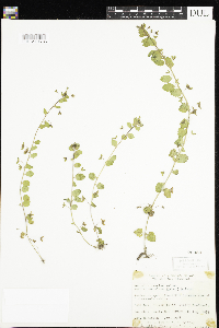 Veronica persica image