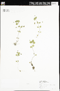 Veronica persica image