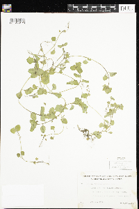 Veronica persica image
