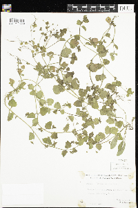 Veronica persica image