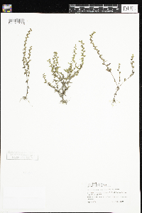 Veronica peregrina image