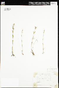Veronica peregrina image