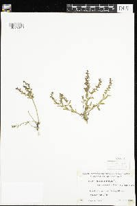 Veronica peregrina image
