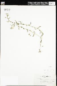 Veronica peregrina image