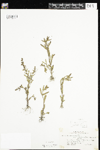 Veronica peregrina image
