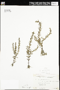 Veronica peregrina image