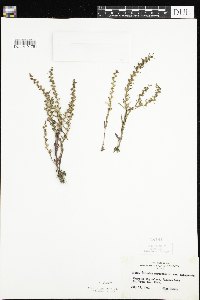 Veronica peregrina image