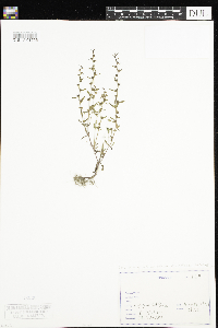 Veronica peregrina image