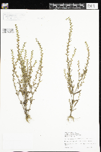 Veronica peregrina image