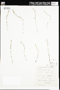 Veronica peregrina image