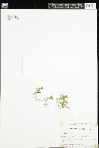 Veronica peregrina image