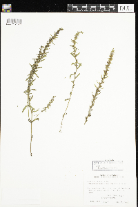 Veronica peregrina image
