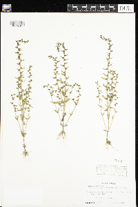 Veronica peregrina image
