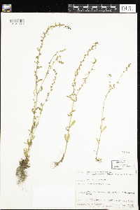 Veronica peregrina image