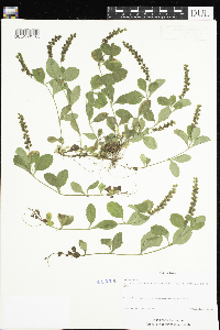 thumbnail image of current specimen
