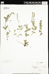 Thumbnail image of current specimen