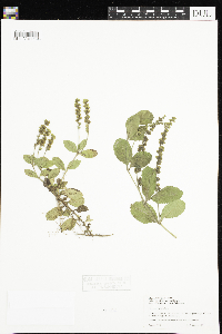 Thumbnail image of current specimen