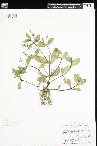 thumbnail image of current specimen