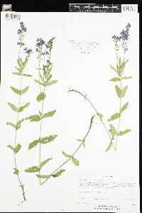 Veronica teucrium image