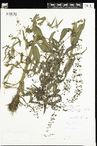 Veronica anagallis-aquatica image