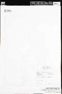 Thumbnail image of current specimen