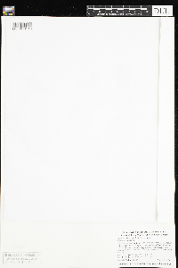 Veronica americana image