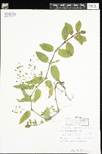 Veronica americana image