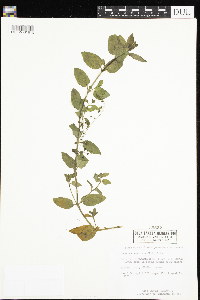 Veronica americana image