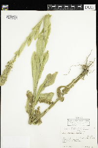 Verbascum thapsus image