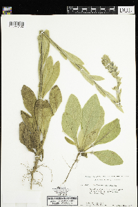 Verbascum thapsus image